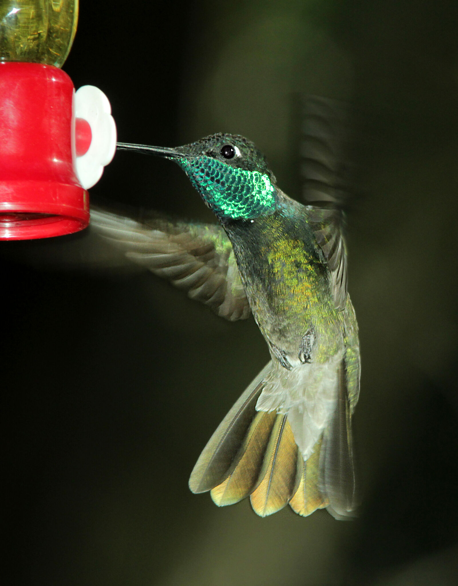 Canon EF 300mm F4L IS USM sample photo