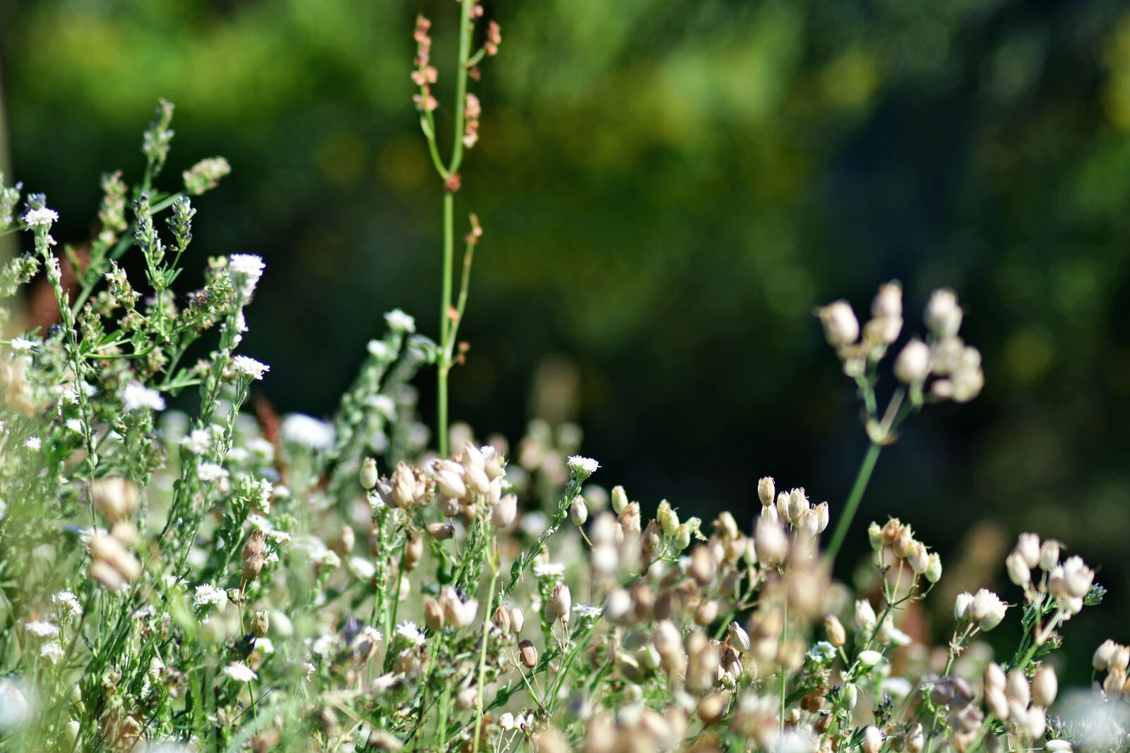 Nikon D7500 sample photo. Flowers, plants, meadow photography