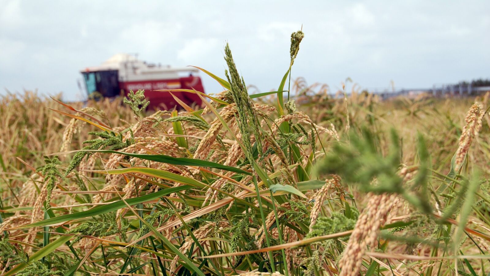 Nikon D40 sample photo. Pego-oliva marsh, rice, mowing photography