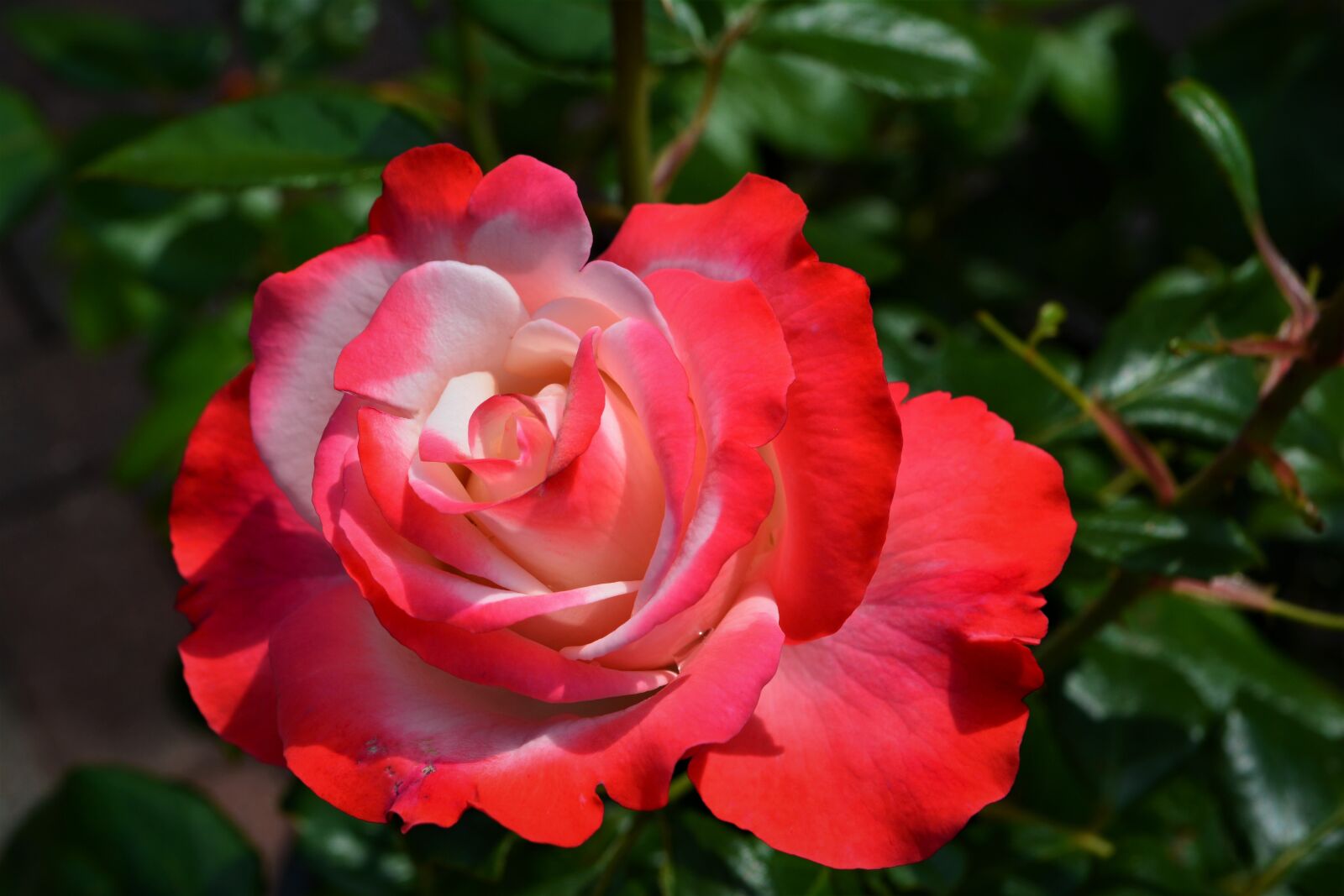 Nikon D5200 sample photo. Rose, blossom, bloom photography