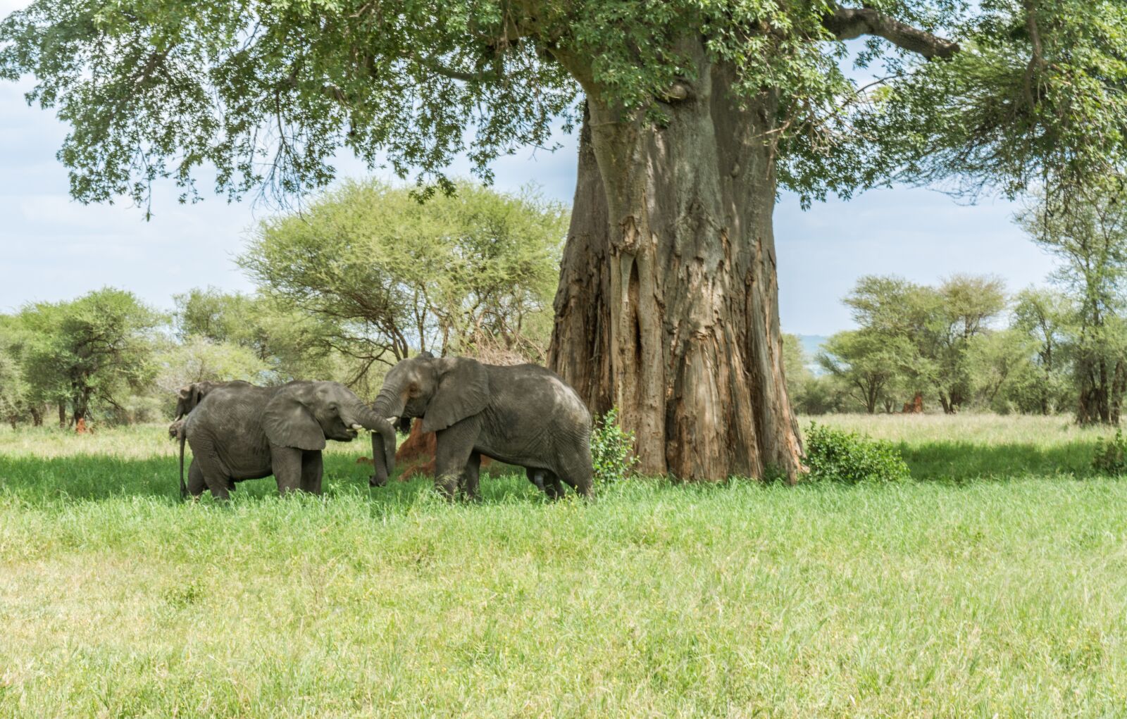 Nikon D5200 sample photo. Elephant, safari, africa photography