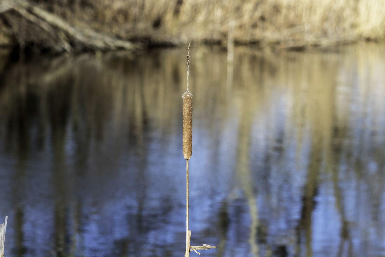 Canon EF75-300mm f/4-5.6 sample photo. Wildflower, mace, cattail photography