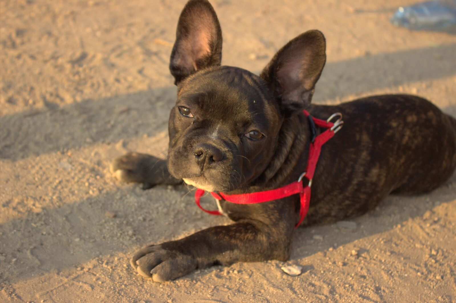 Canon EOS 600D (Rebel EOS T3i / EOS Kiss X5) sample photo. Bulldog, french bulldog, animal photography