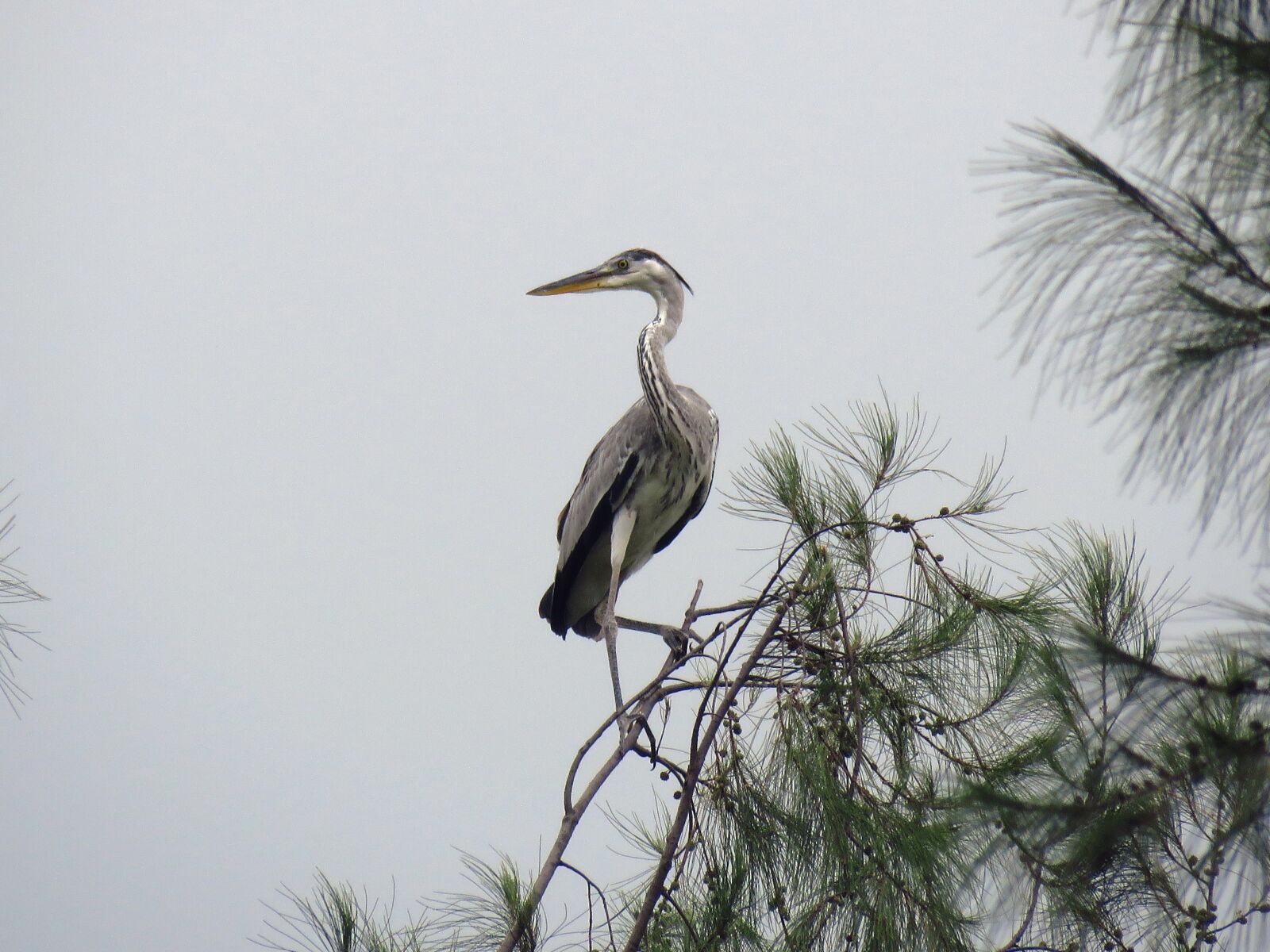 Canon PowerShot SX60 HS sample photo. Heron, grey heron, bird photography