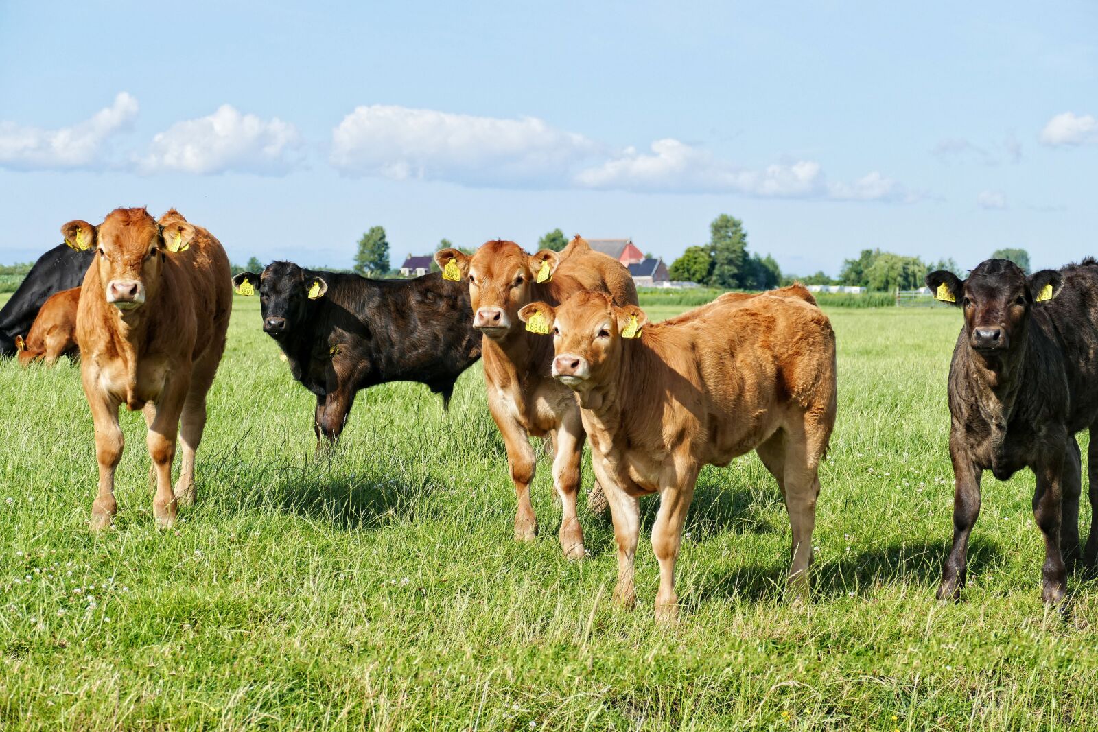Panasonic Lumix DMC-FZ1000 sample photo. Cow, cows, cattle photography