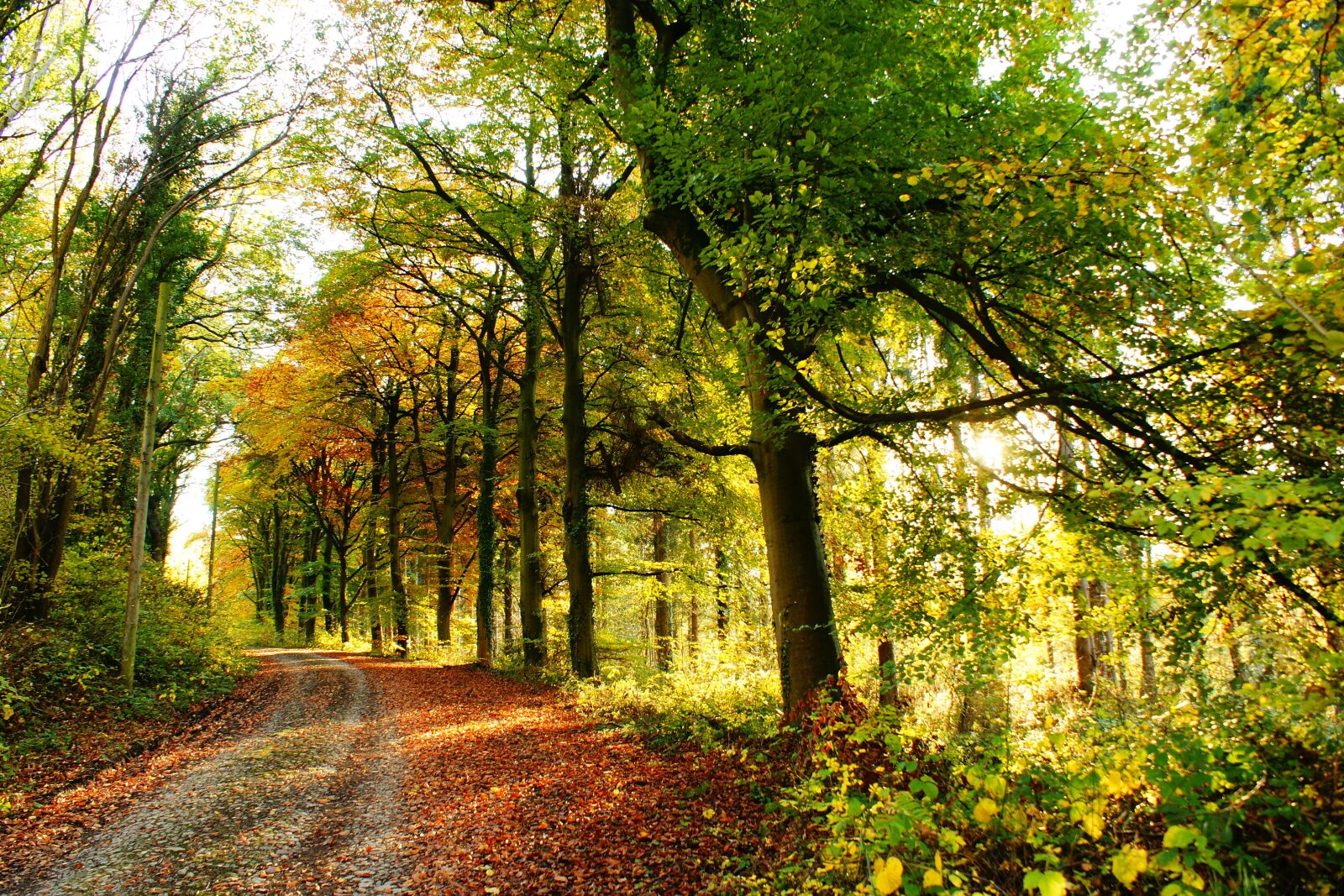 Sony Alpha DSLR-A700 sample photo. Trees, country, landscape photography