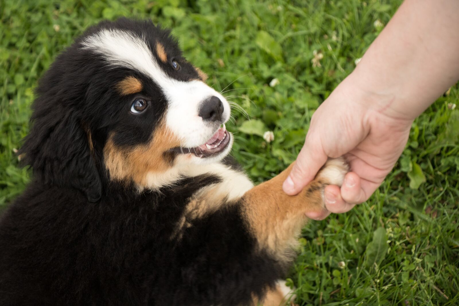 Canon EOS 80D sample photo. Puppy, dog, black photography