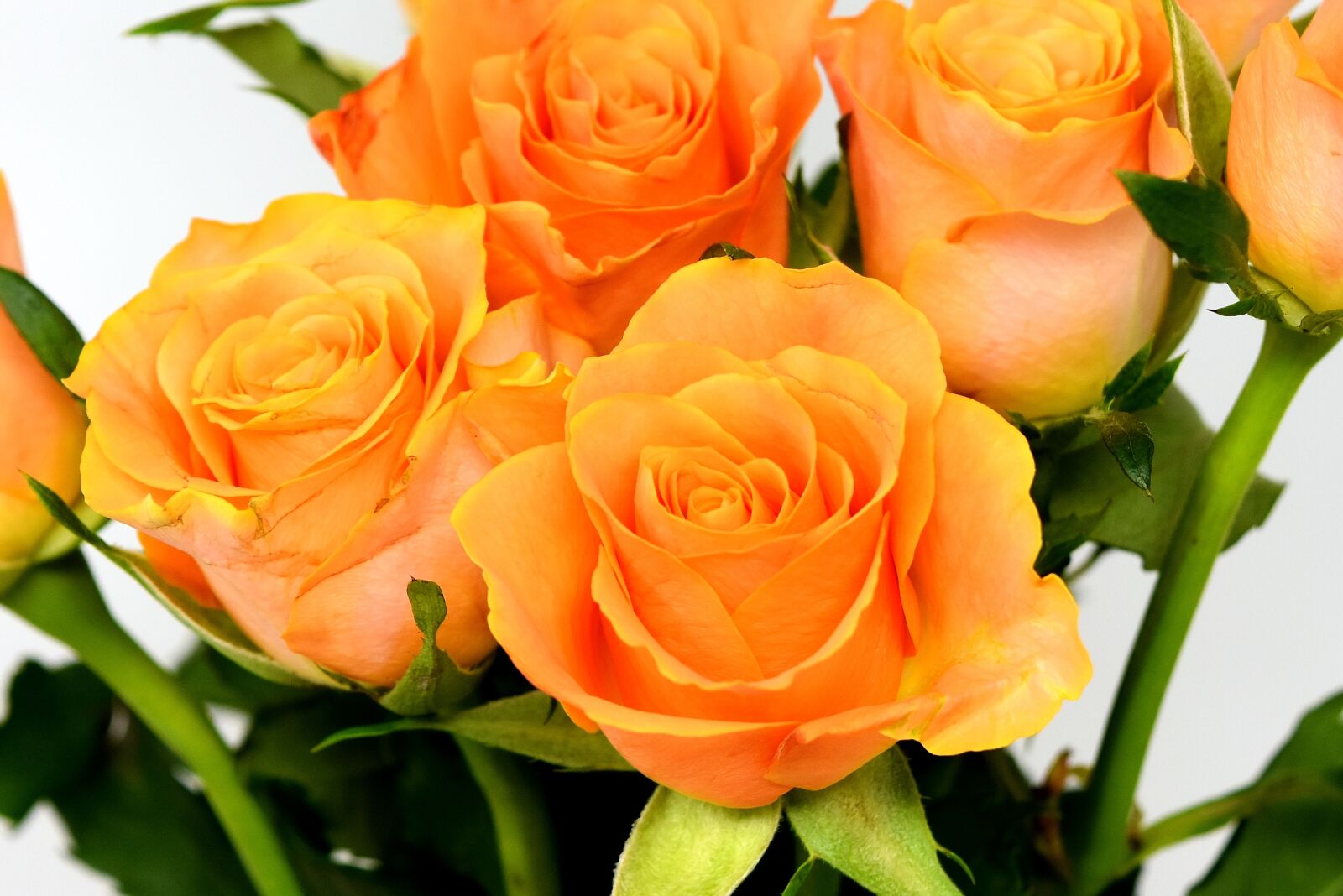 Nikon D7200 sample photo. Roses, flowers, blossom photography
