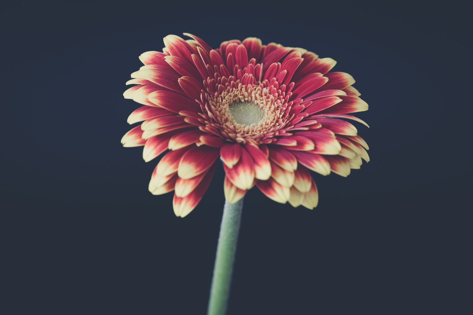 Nikon D750 sample photo. Gerbera, flower, blossom photography