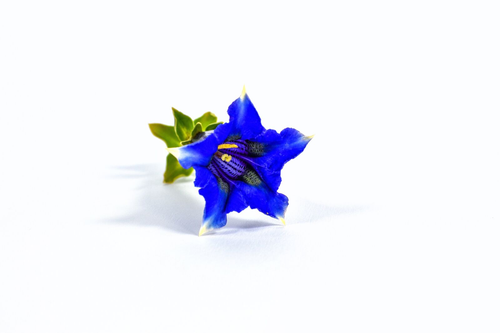Nikon D7200 sample photo. Gentian, blue, white photography