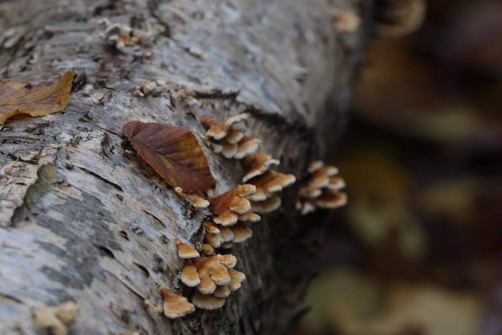 Canon EOS 250D (EOS Rebel SL3 / EOS Kiss X10 / EOS 200D II) sample photo. Mushroom, wood, nature photography