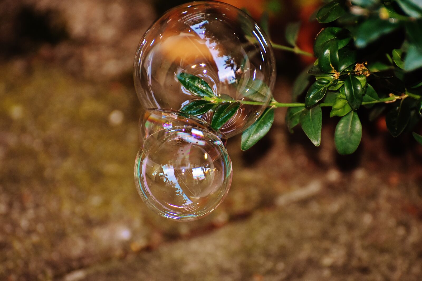 Nikon D7200 sample photo. Soap bubble, colorful, buxbaum photography