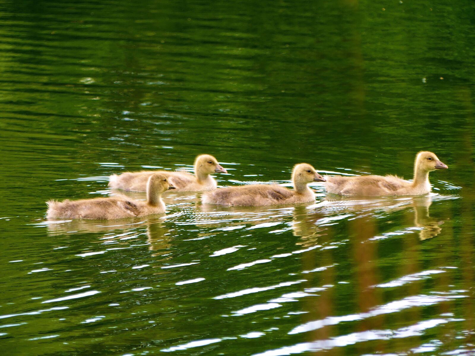 Panasonic Lumix DMC-FZ300 sample photo. Ducks, fluffy, young photography