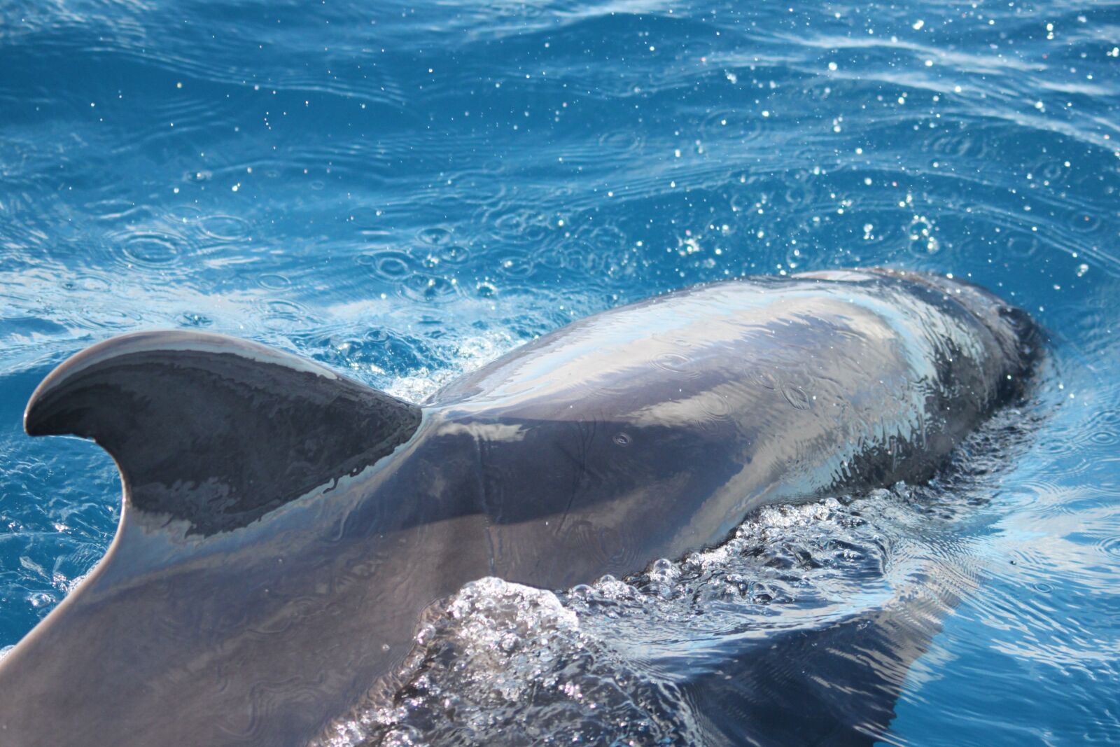 Canon EOS 500D (EOS Rebel T1i / EOS Kiss X3) sample photo. Dolphin, tenerife, canary islands photography