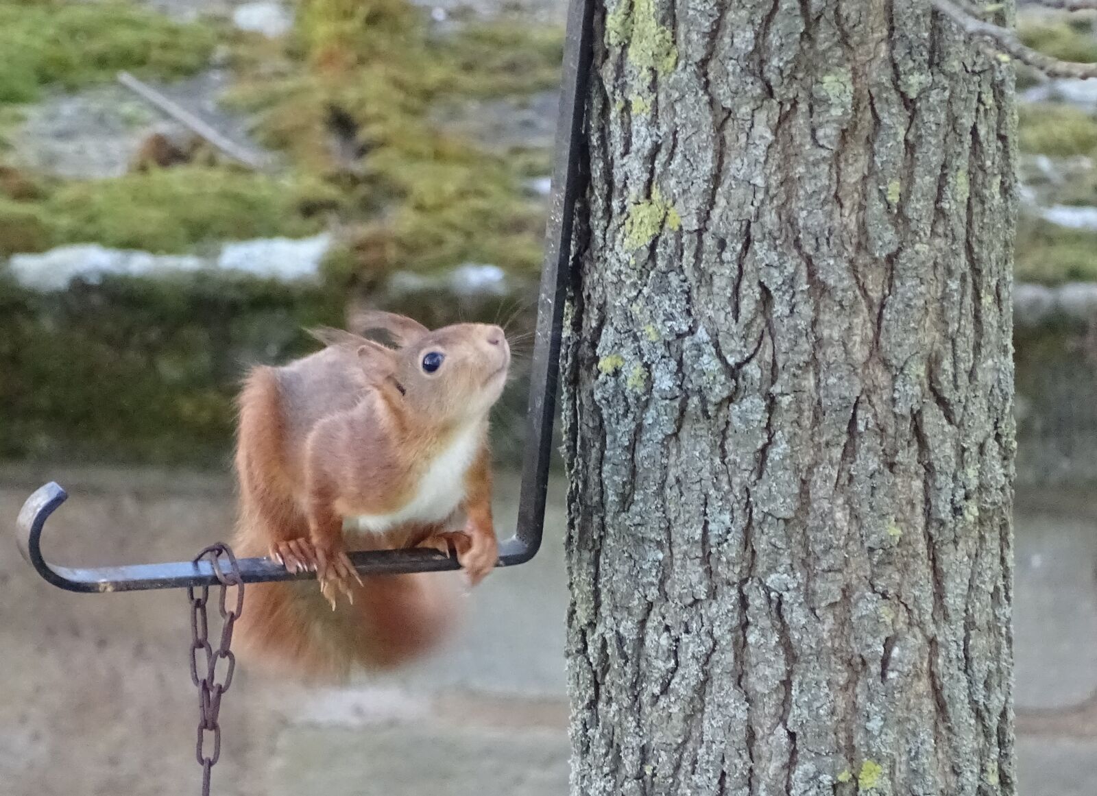 Sony Cyber-shot DSC-HX400V sample photo. Squirrel, nager, animal photography