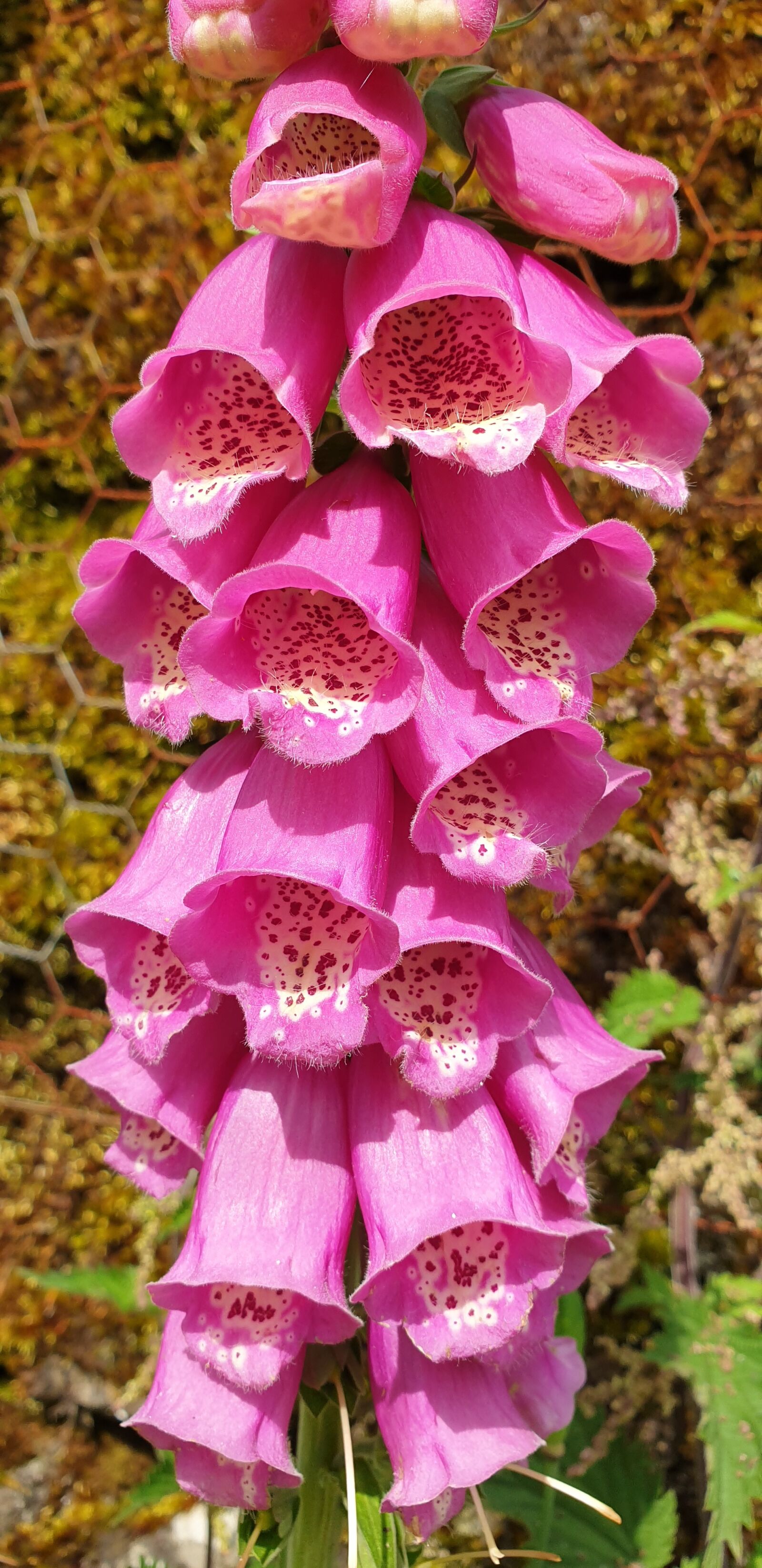 Samsung Galaxy S9+ sample photo. Wild, pink, fox glove photography
