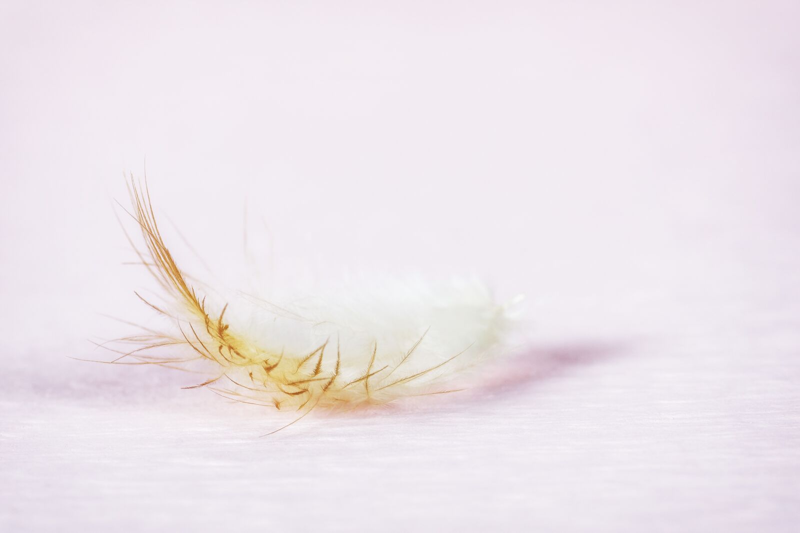 Nikon D7200 sample photo. Feather, slightly, tender photography