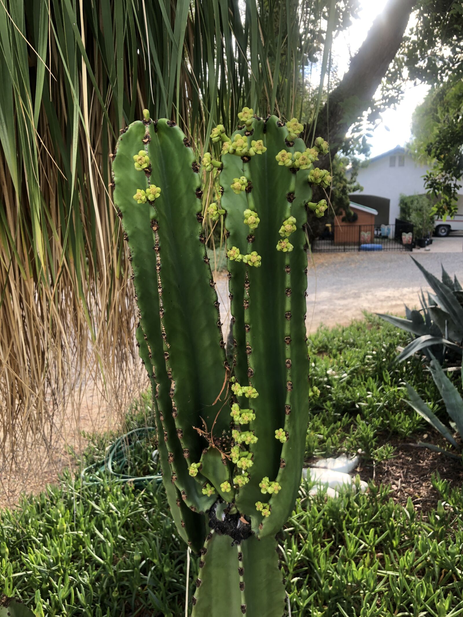 iPhone 8 back camera 3.99mm f/1.8 sample photo. Cactus, flowering, outdoor photography
