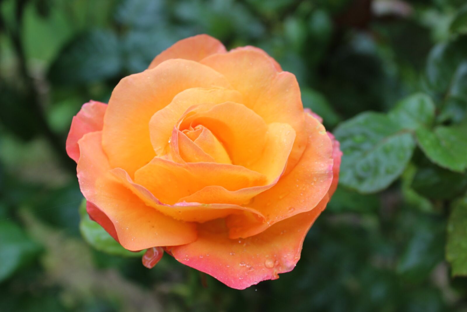 Canon EOS 600D (Rebel EOS T3i / EOS Kiss X5) sample photo. Rose, amber queen, fragrance photography