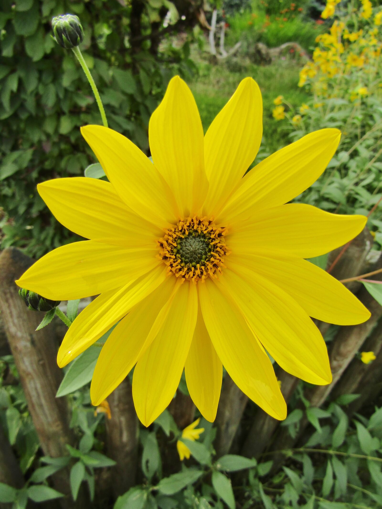 Canon POWERSHOT SX432 IS sample photo. Sunflower, small, leaves photography