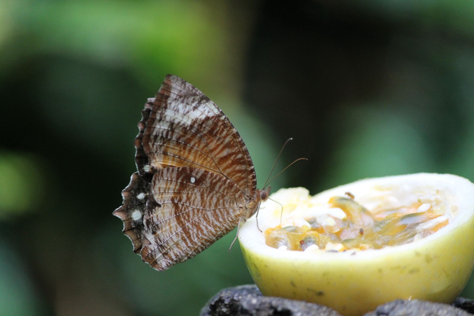 Canon EF-S 55-250mm F4-5.6 IS II sample photo. Butterfly, butterfly on fruit photography