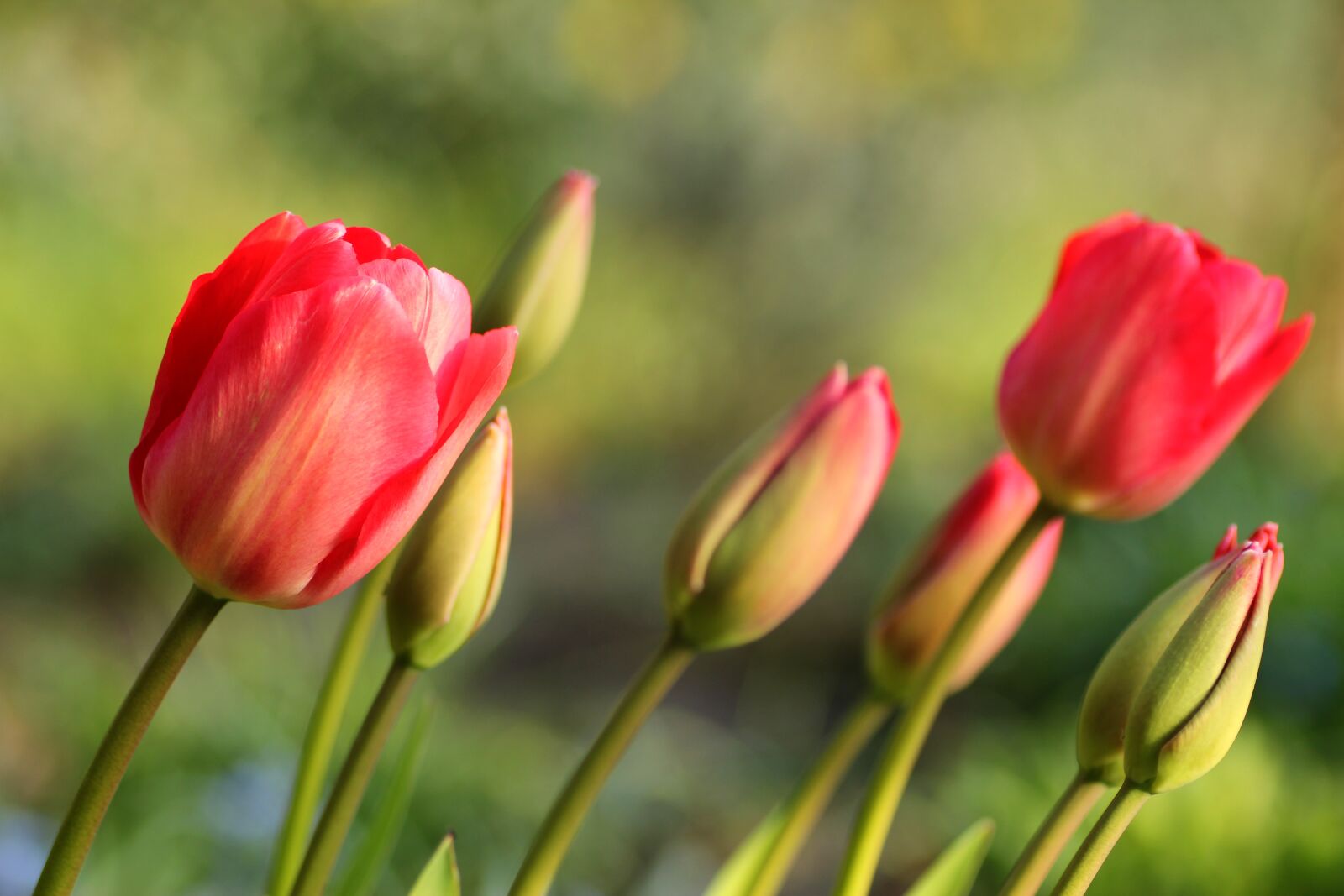 Tamron SP 90mm F2.8 Di VC USD 1:1 Macro sample photo. Tulips, pink, spring photography
