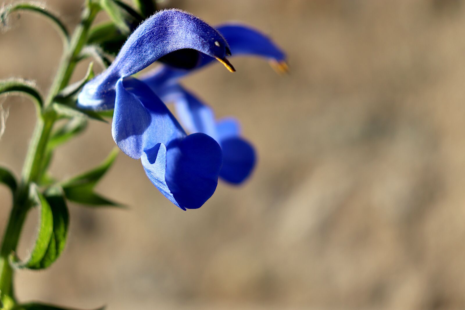 Canon EOS 800D (EOS Rebel T7i / EOS Kiss X9i) sample photo. Flower, flowering plants, perennial photography