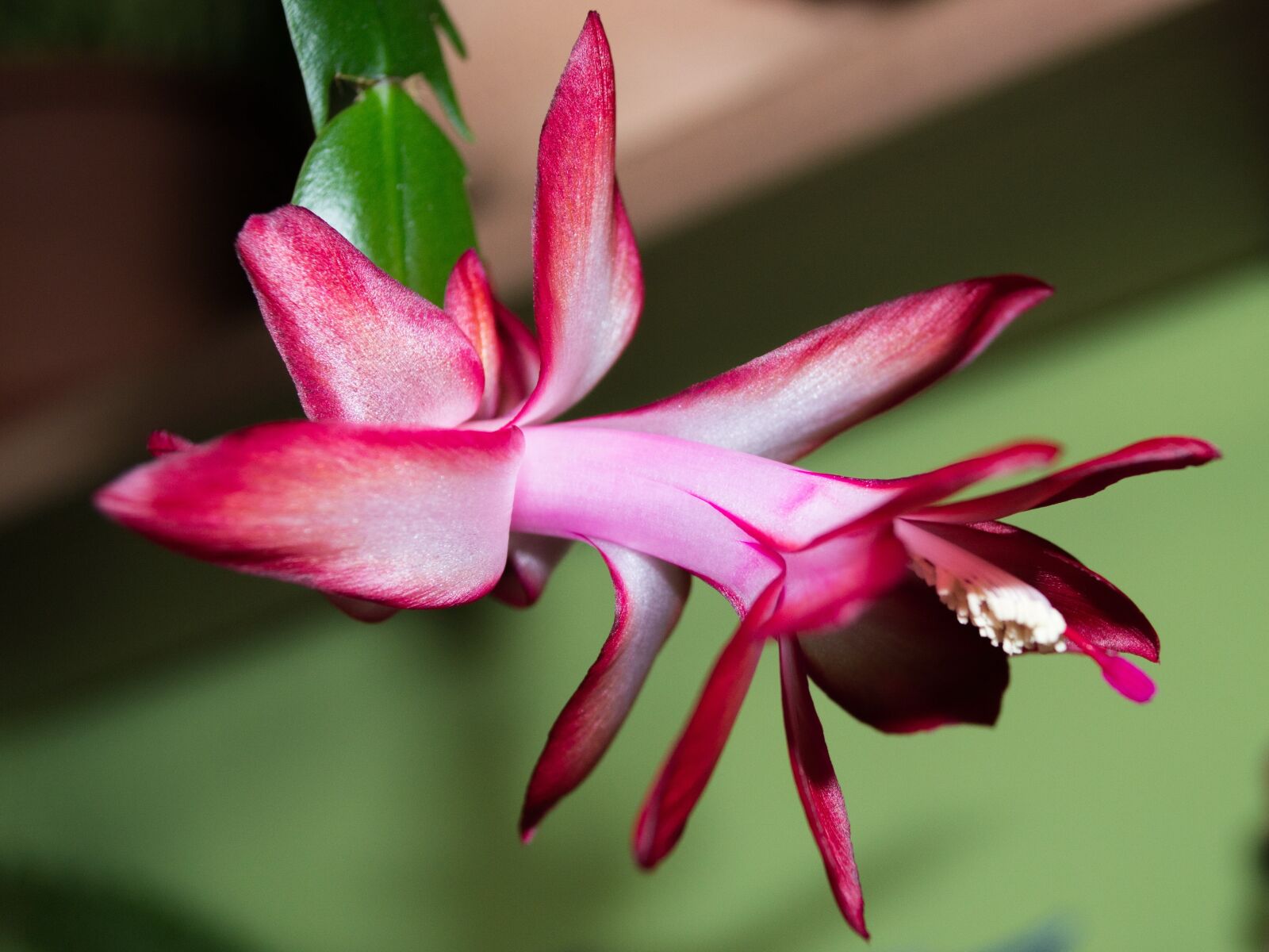 Nikon D3100 sample photo. Flower, plant, cactus photography