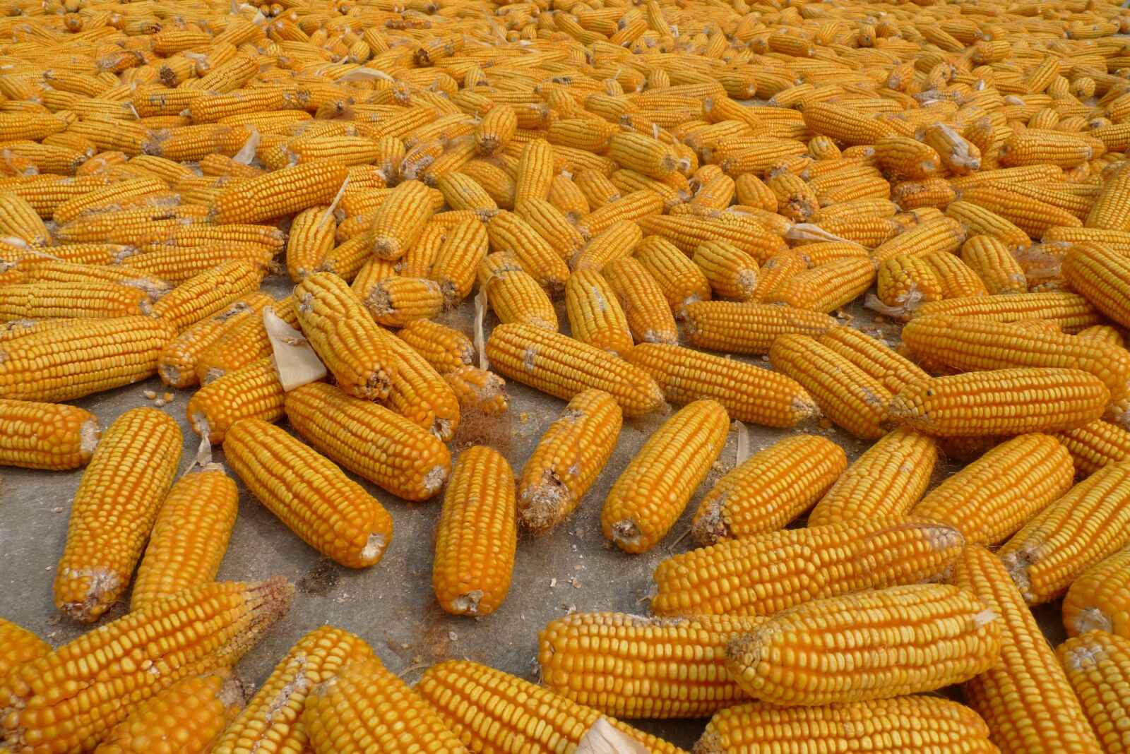 Panasonic Lumix DMC-LX3 sample photo. Corn cooked, corn, farmhouse photography