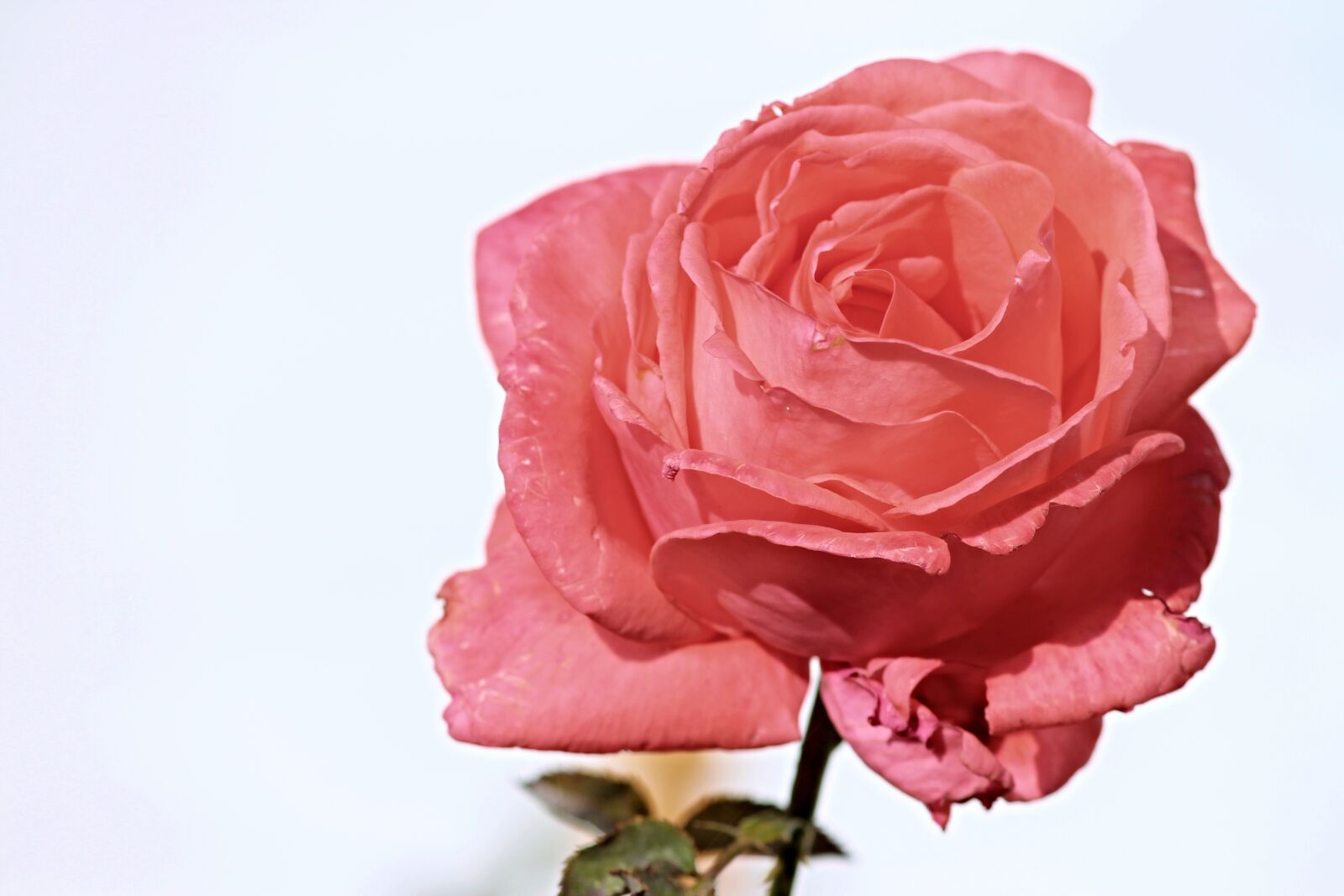 Canon EOS 1100D (EOS Rebel T3 / EOS Kiss X50) sample photo. Rose, pink, salmon photography