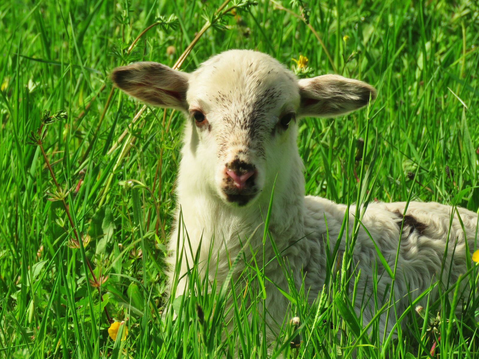 Canon PowerShot SX60 HS sample photo. Lamb, sheep, animal photography
