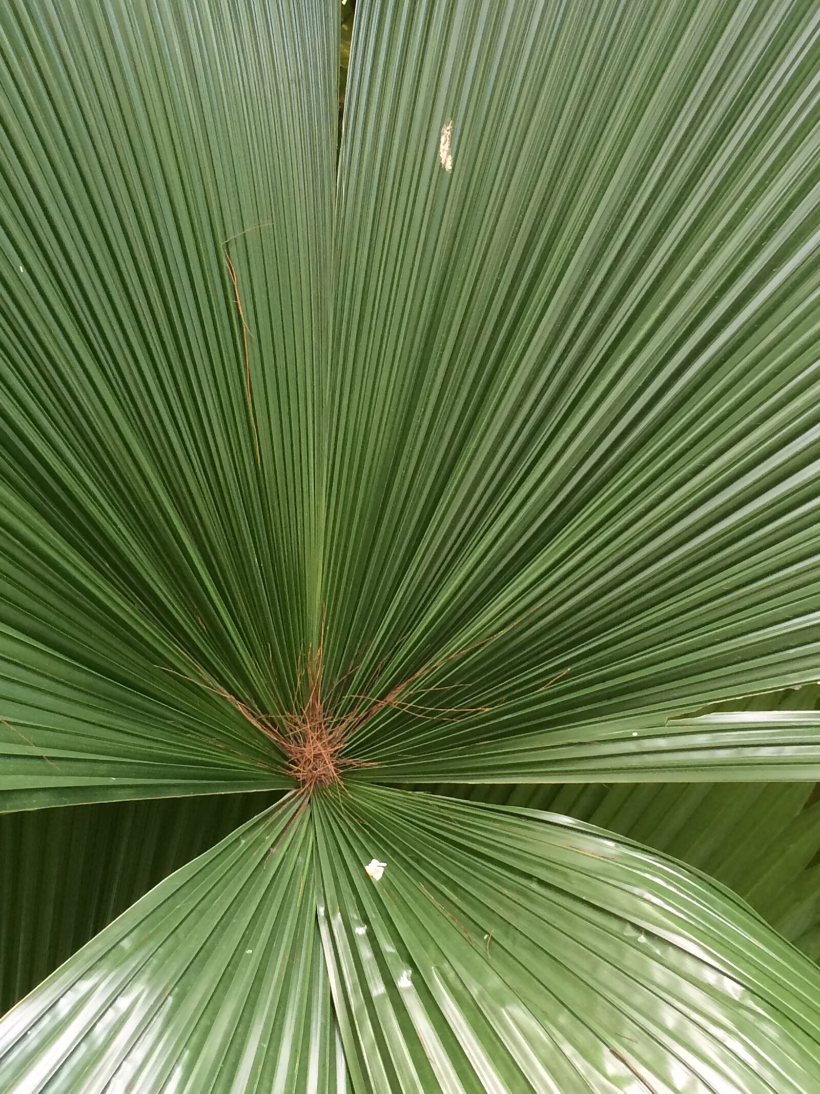 iPhone 5s back camera 4.15mm f/2.2 sample photo. Leaf, singapore, forest photography
