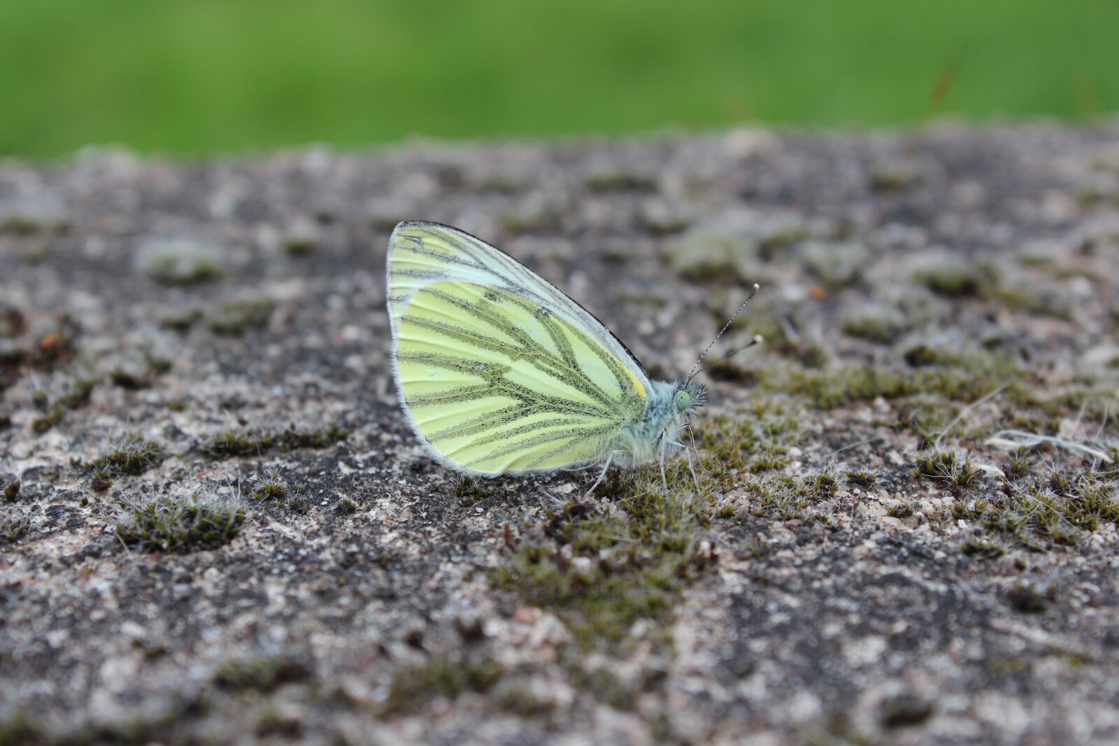 Canon EOS 600D (Rebel EOS T3i / EOS Kiss X5) sample photo. Butterfly, nature, insect photography