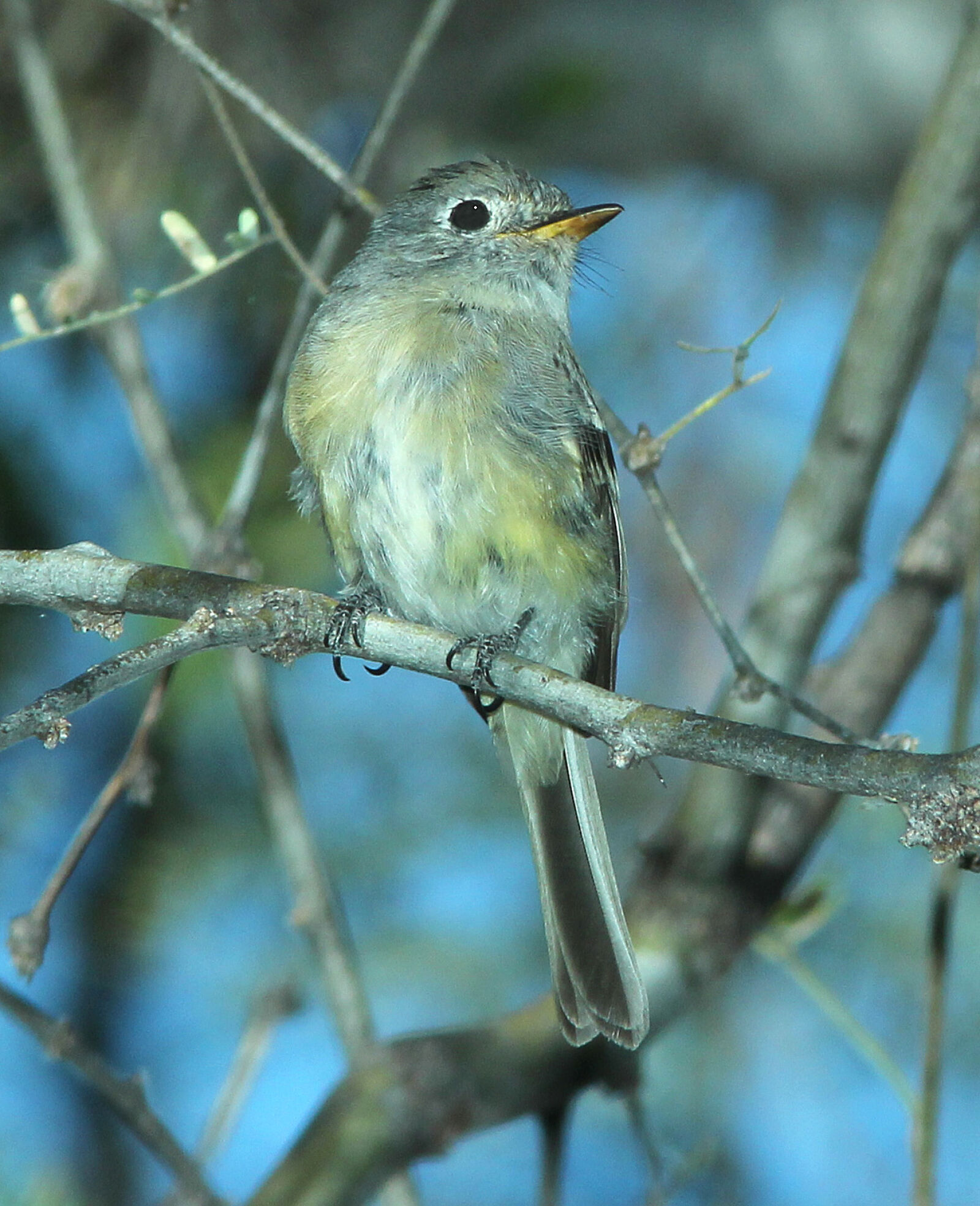 Canon EF 300mm F4L IS USM sample photo