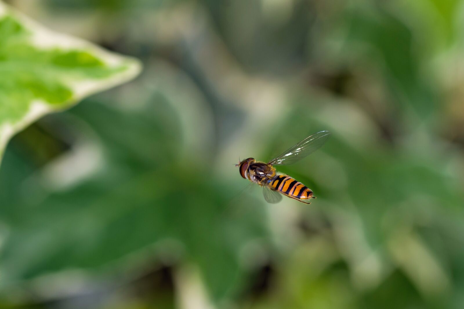Nikon D7200 sample photo. Bee, spring, wallpaper photography