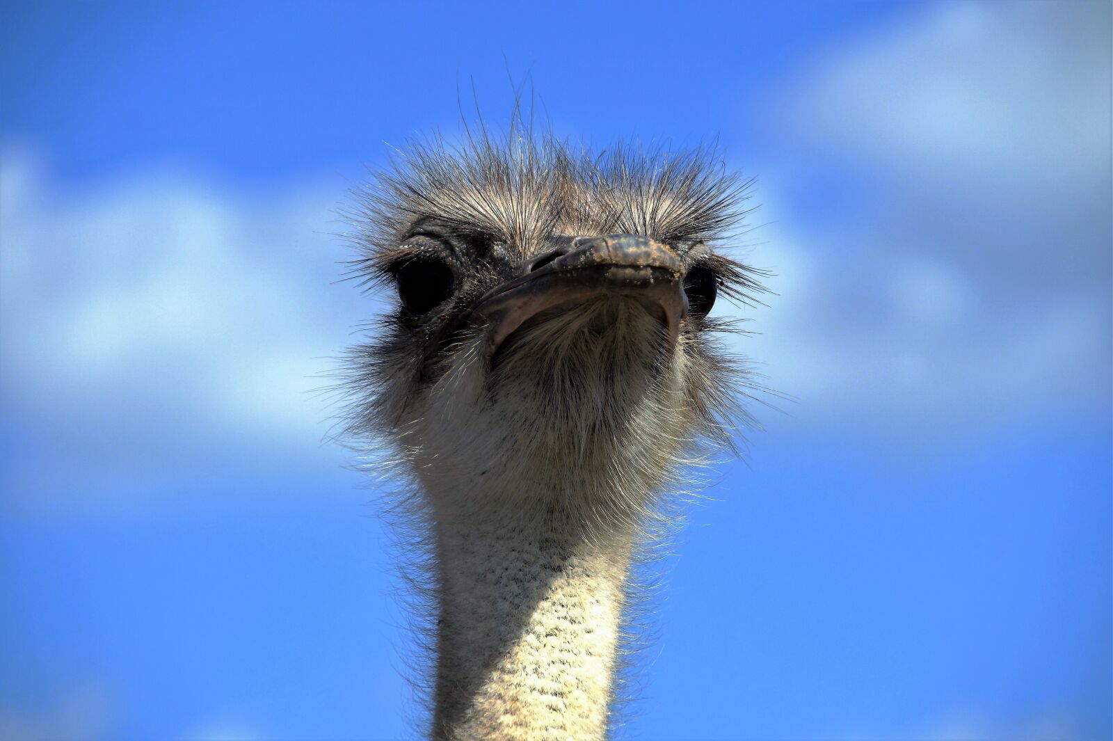 Sony SLT-A58 sample photo. The ostrich, ostrich head photography