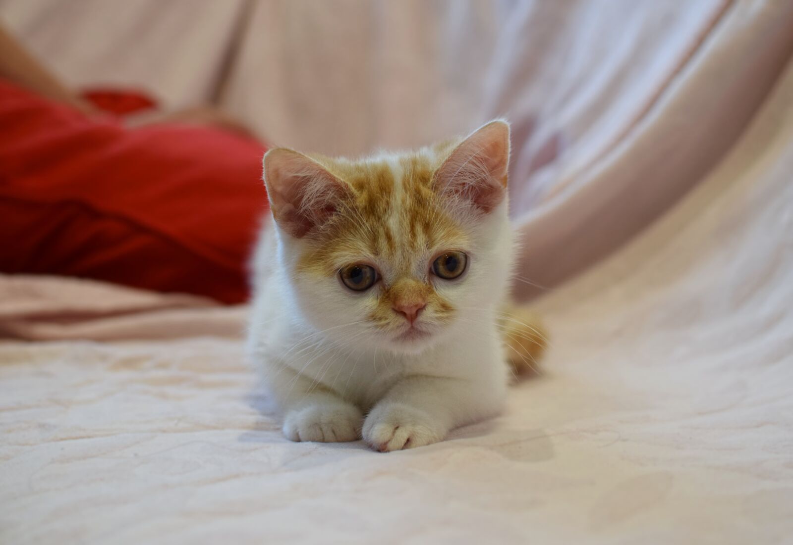Nikon D5300 sample photo. Cat, pet, animal photography