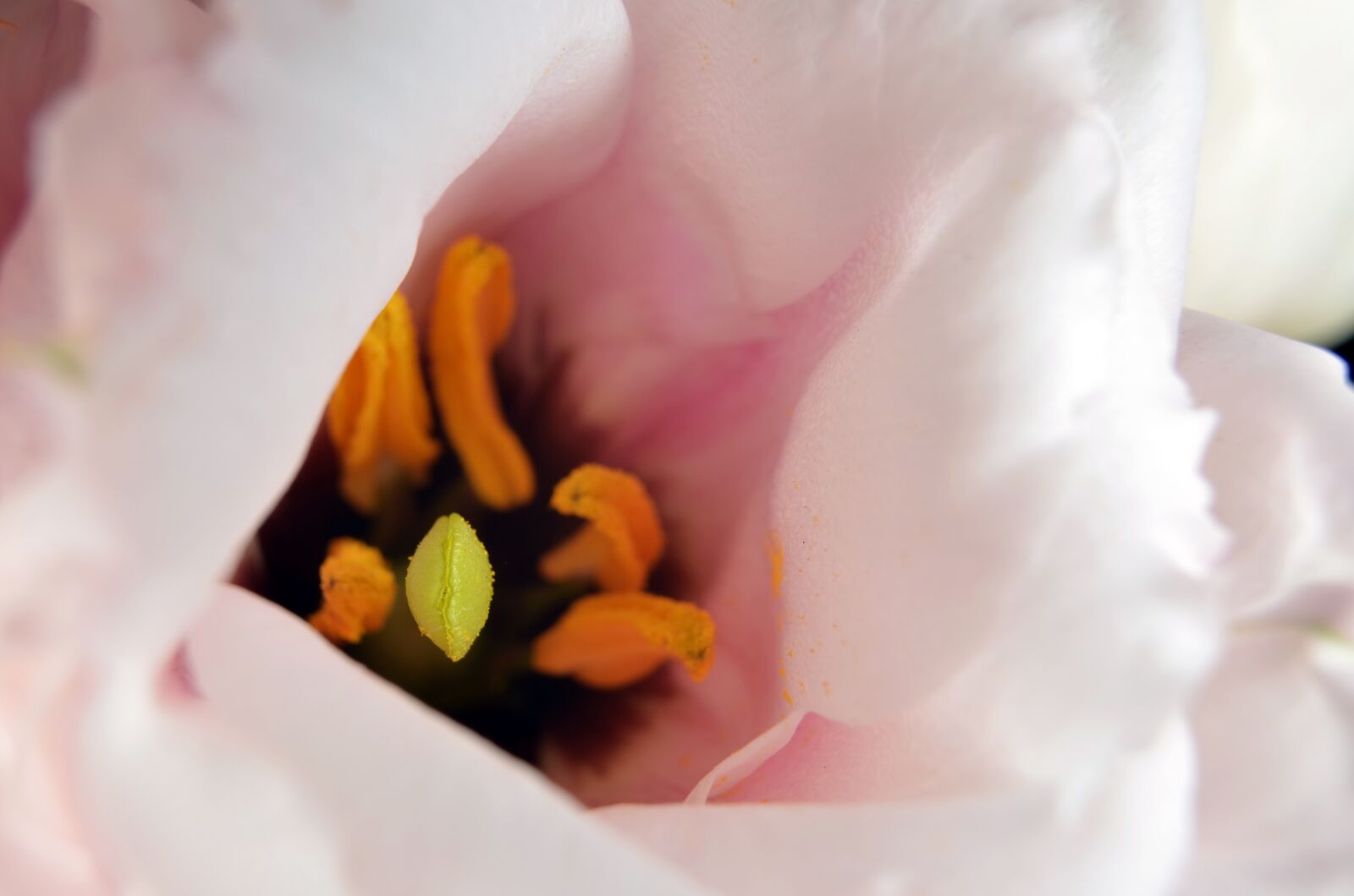 Nikon D5100 sample photo. Lisianthus, stamp, stamens photography