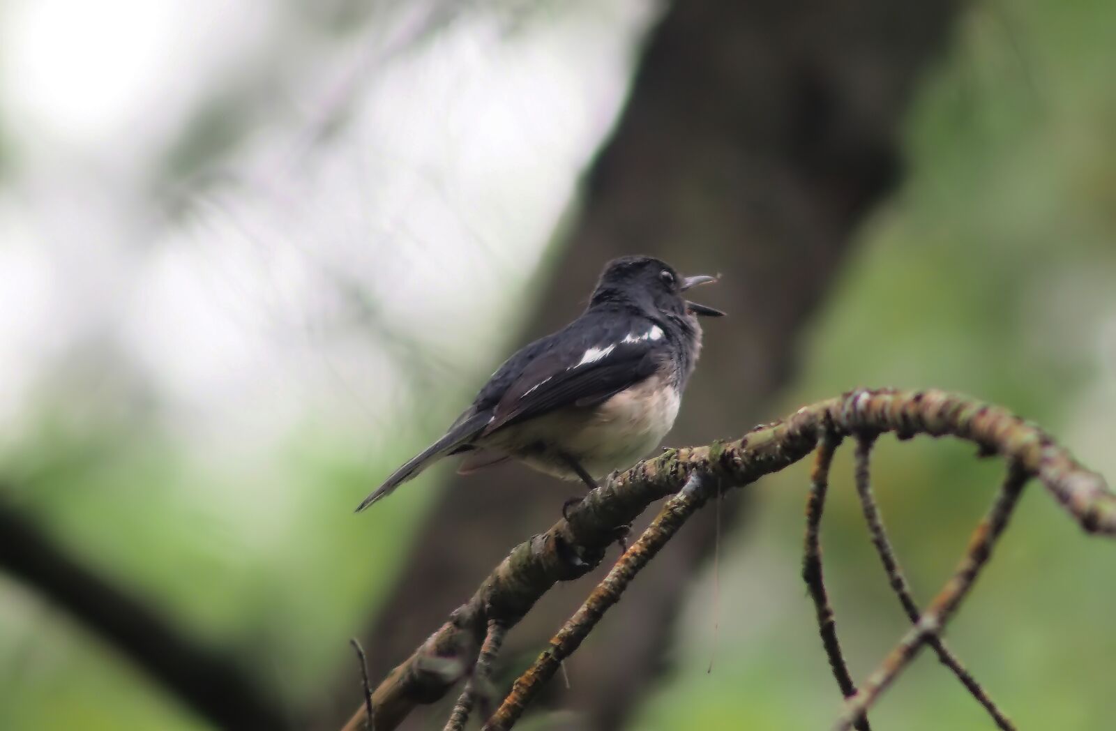 Olympus OM-D E-M1 sample photo. Bird, wildlife, nature photography