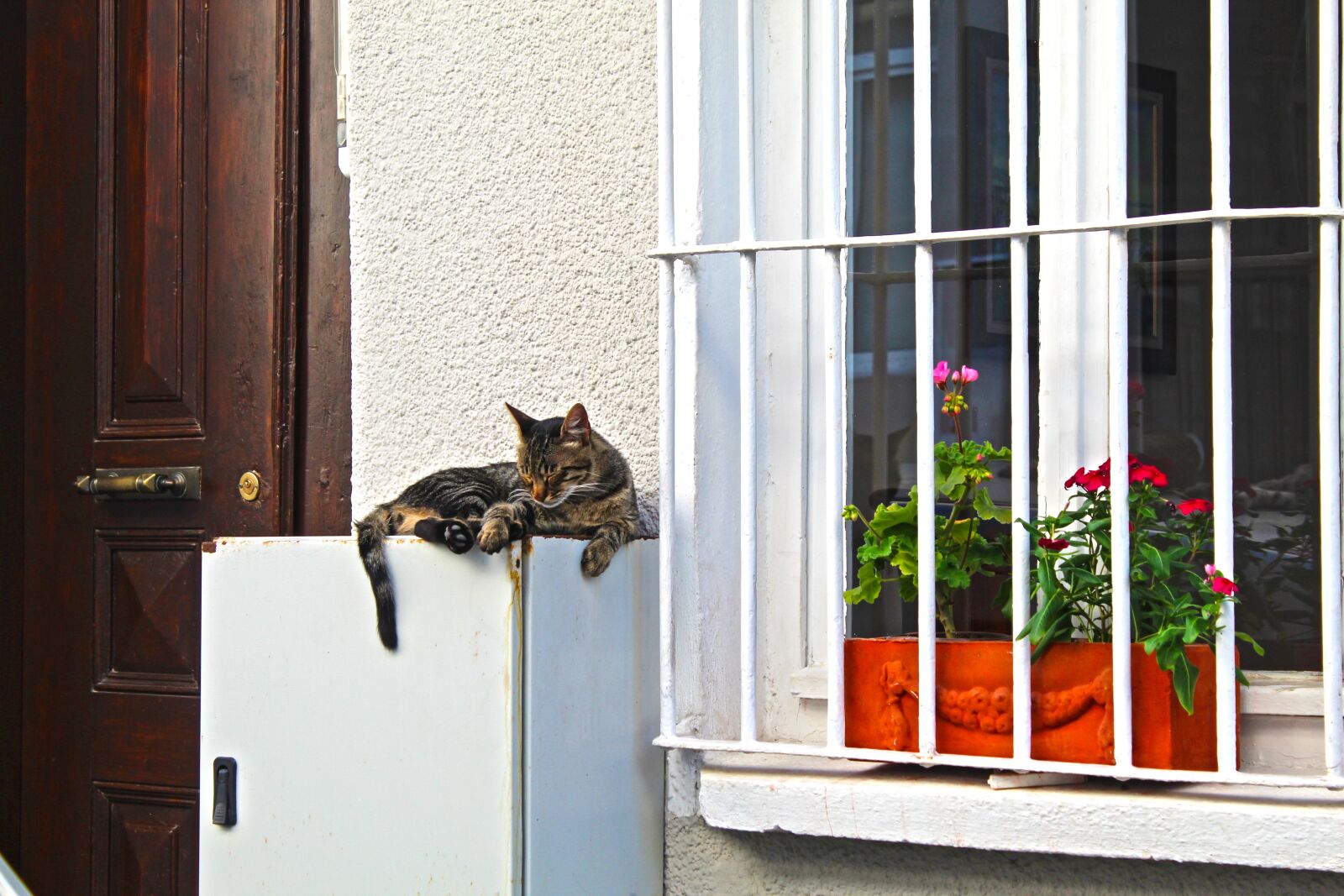 Canon EOS 4000D (EOS Rebel T100 / EOS 3000D) sample photo. Cat, home, animal photography