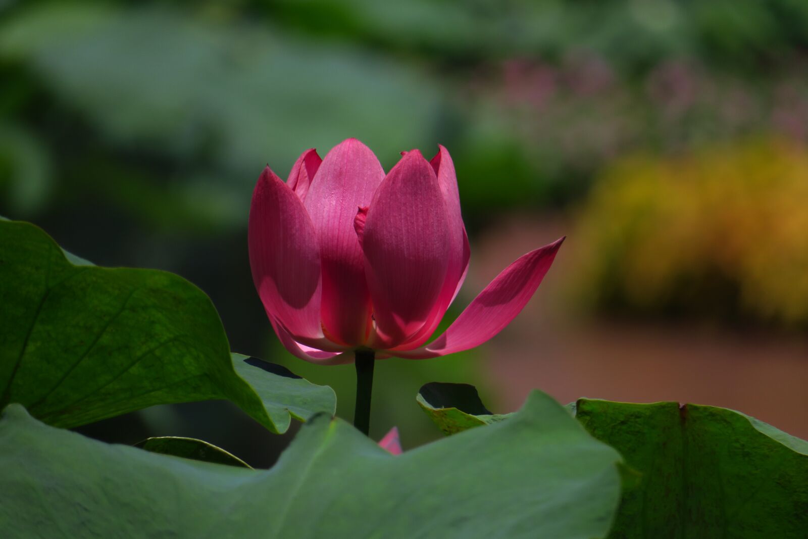 Canon PowerShot G3 X sample photo. Dutch, lotus, lotus leaf photography
