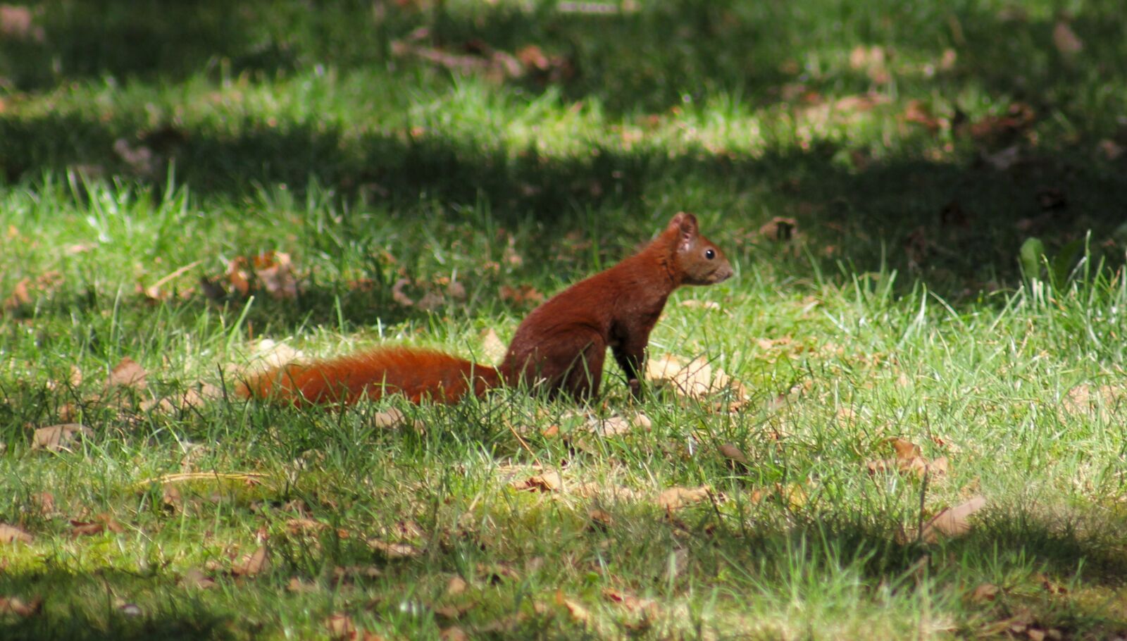 Canon EOS 550D (EOS Rebel T2i / EOS Kiss X4) sample photo. Squirrel, eurasian squirrel, chipmunk photography