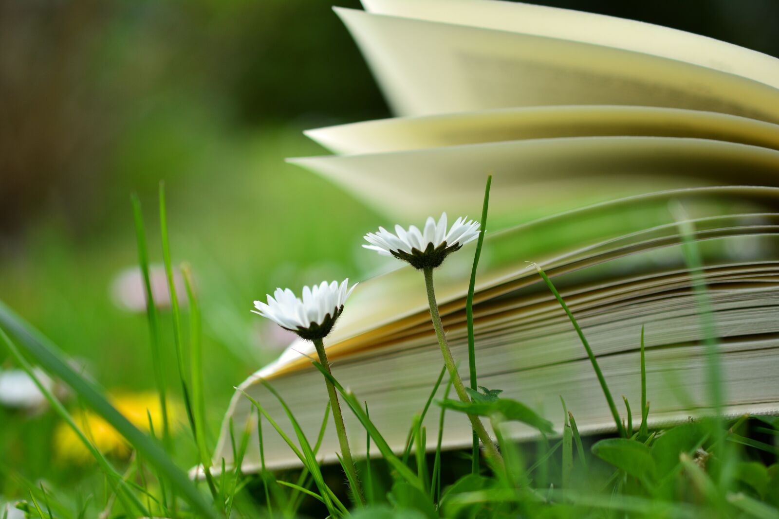 Nikon D5200 sample photo. Book, read, relax photography