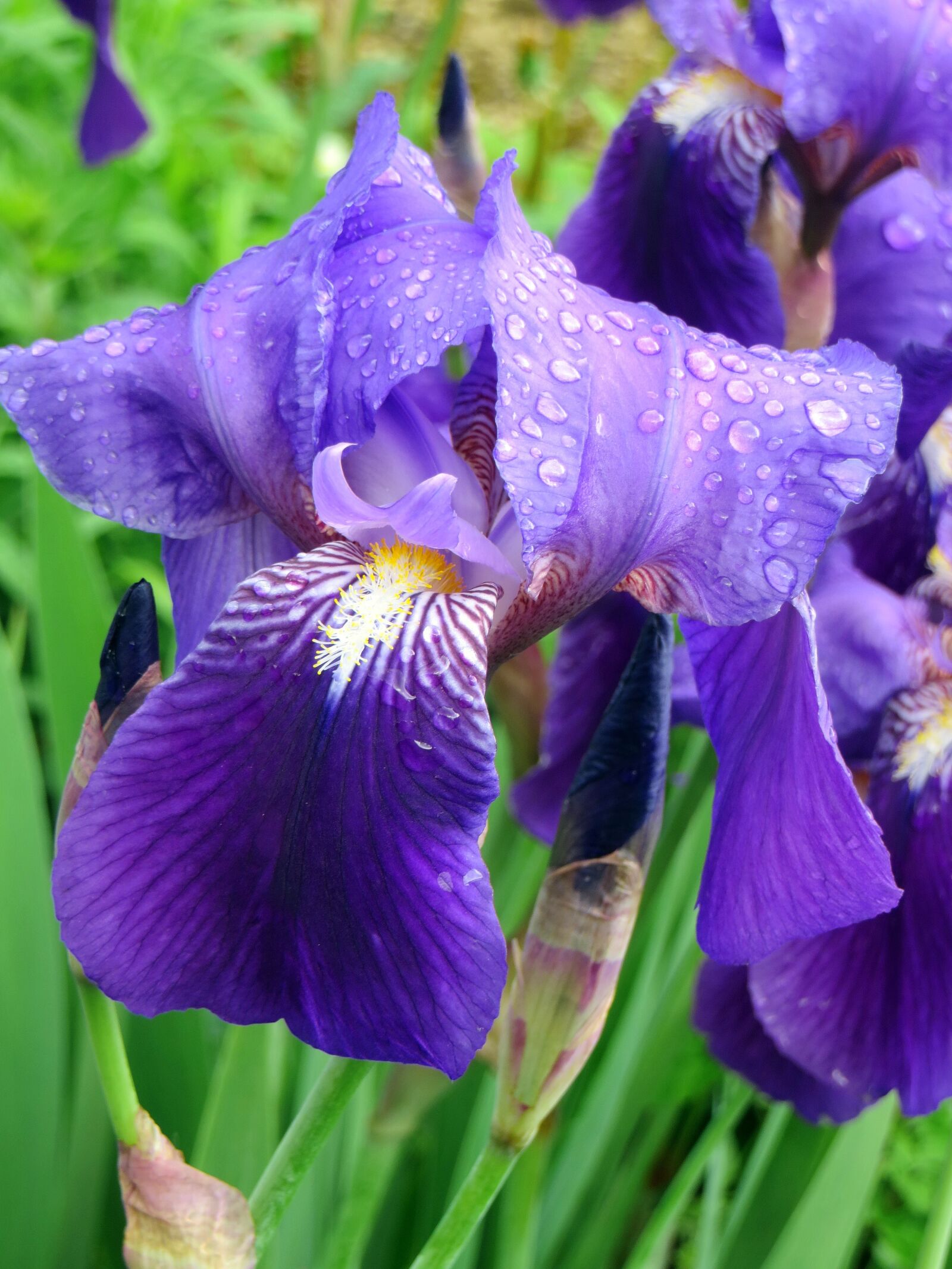 Canon PowerShot SX270 HS sample photo. Iris, violet, purple flower photography
