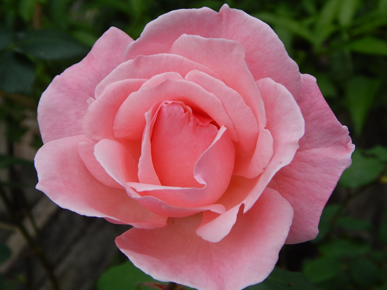 Nikon Coolpix L820 sample photo. Rosa, flower, spring photography