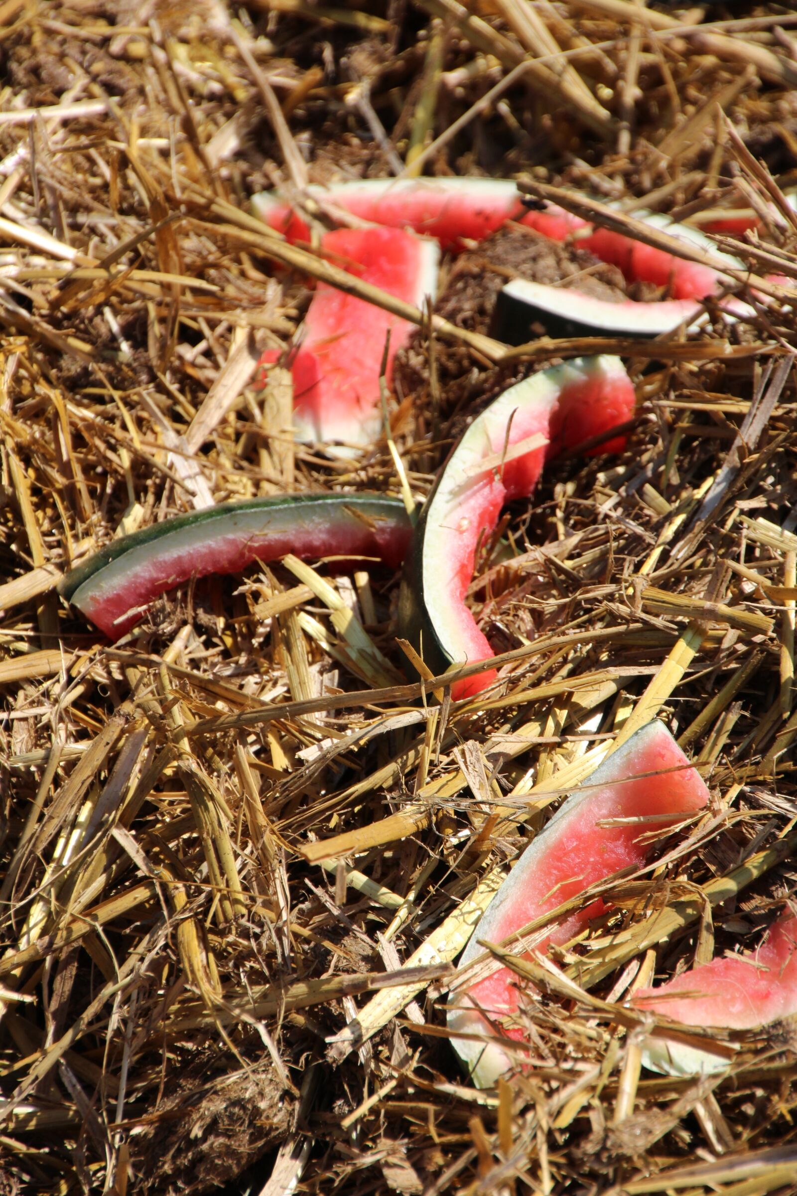 Canon EOS 1200D (EOS Rebel T5 / EOS Kiss X70 / EOS Hi) sample photo. Straw, watermelon, melon photography