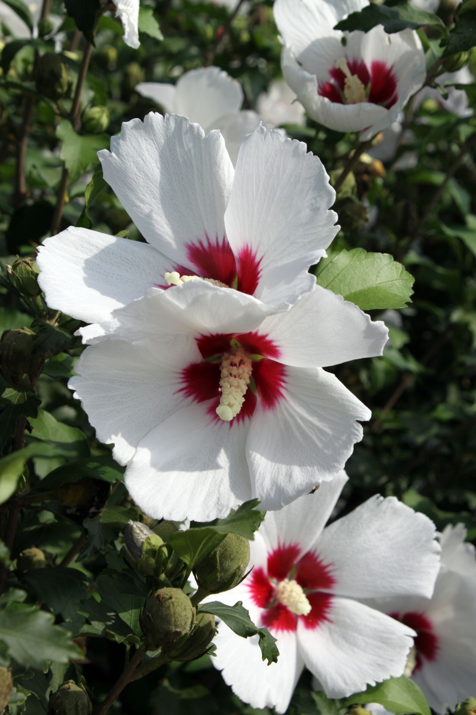 Canon EOS 50D sample photo. Rose of sharon, south photography