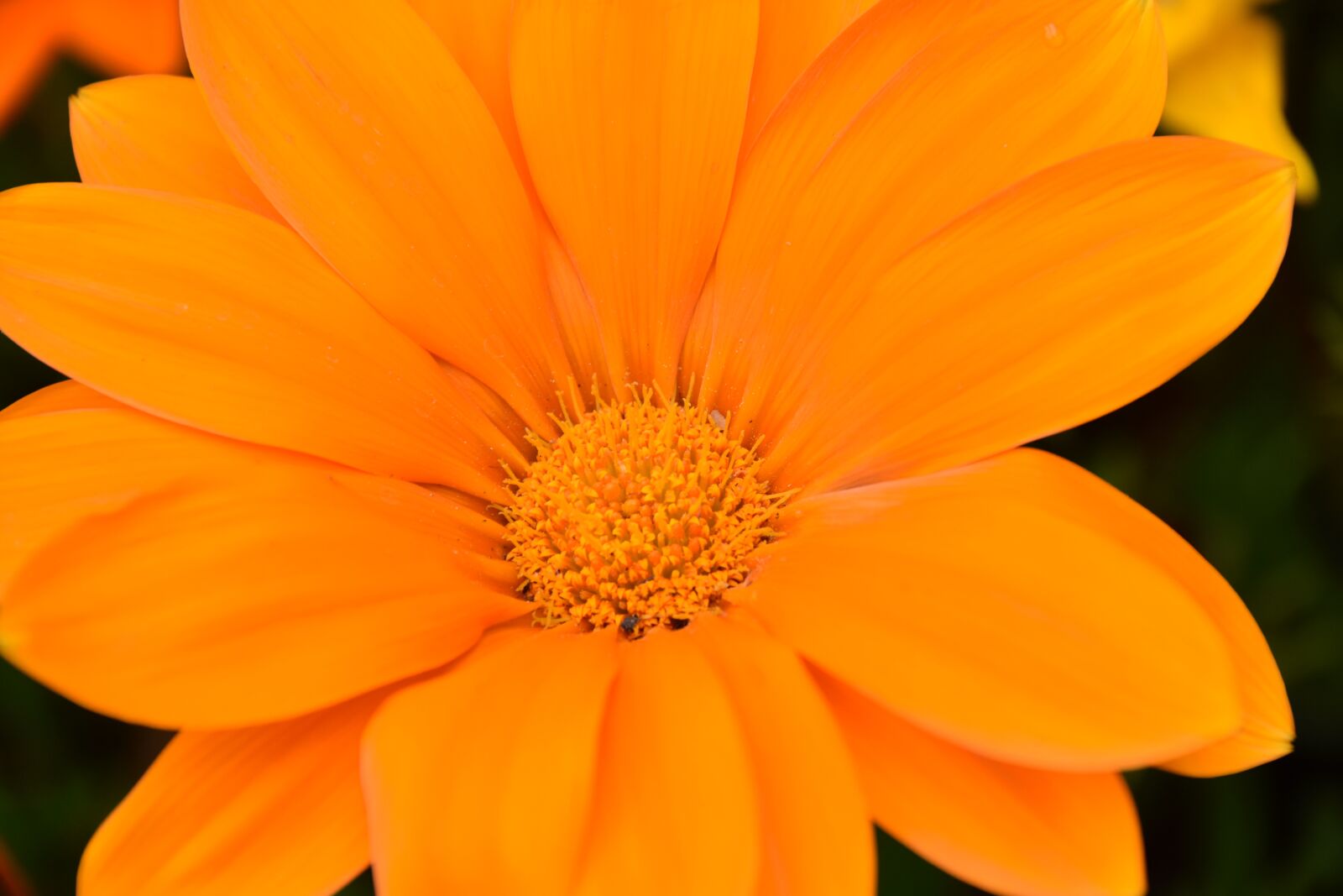 Nikon D5600 sample photo. Flower, petals orange, stamens photography