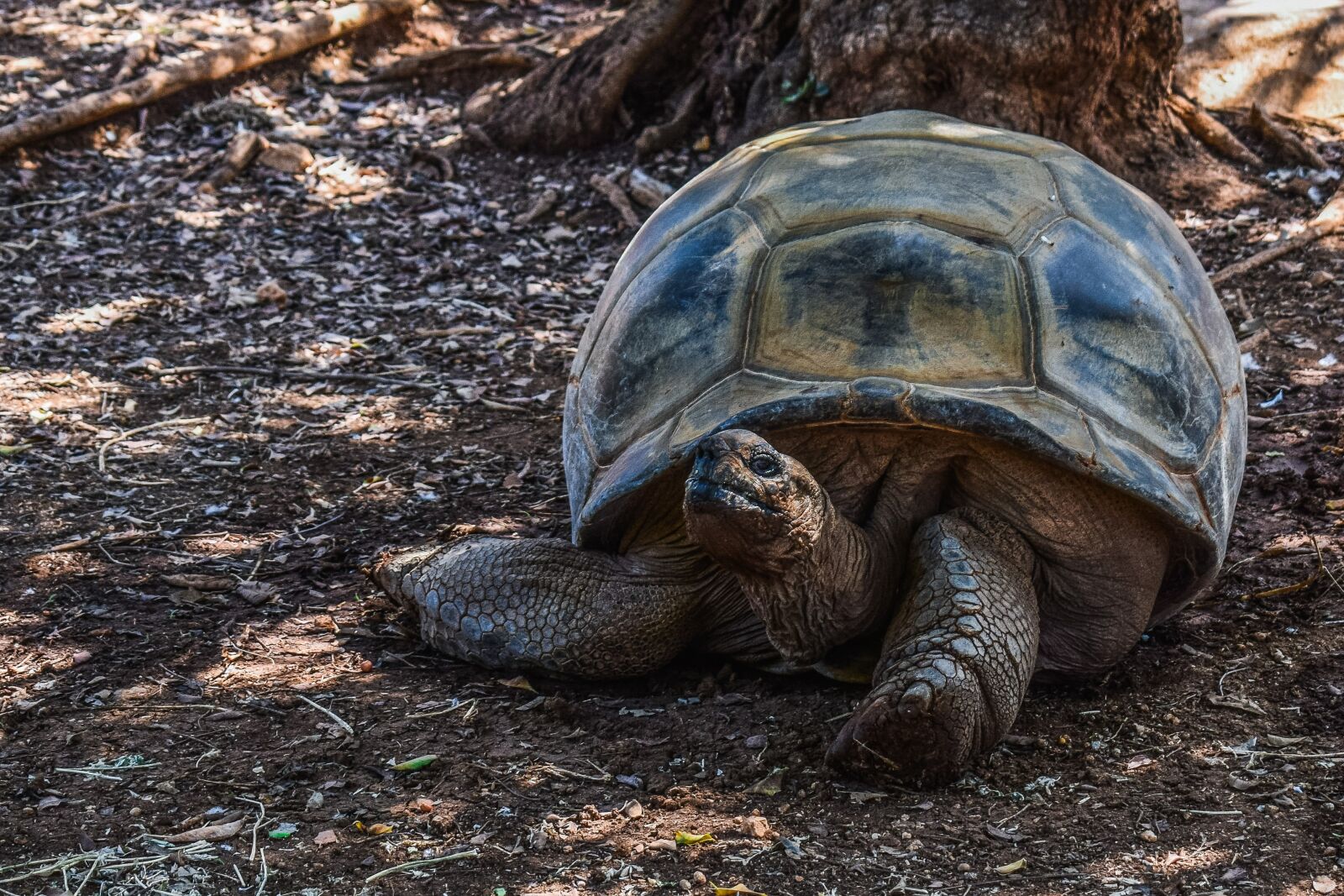 Nikon D3300 sample photo. Turtle, giant, reptile photography