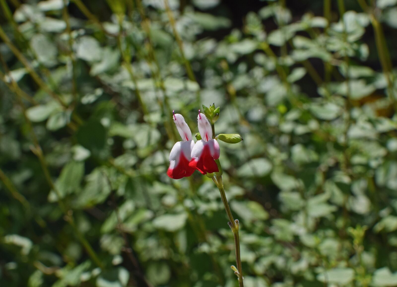 Nikon D3300 sample photo. Salvia hot lip flowers photography